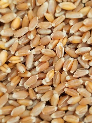 50lb Hard Red Winter Wheat - LOCAL PICKUP ONLY