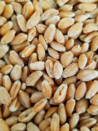 50lb Elwha River Spelt - LOCAL PICKUP ONLY