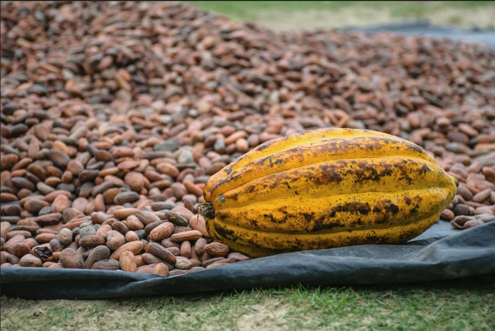 Organic Cocoa Beans