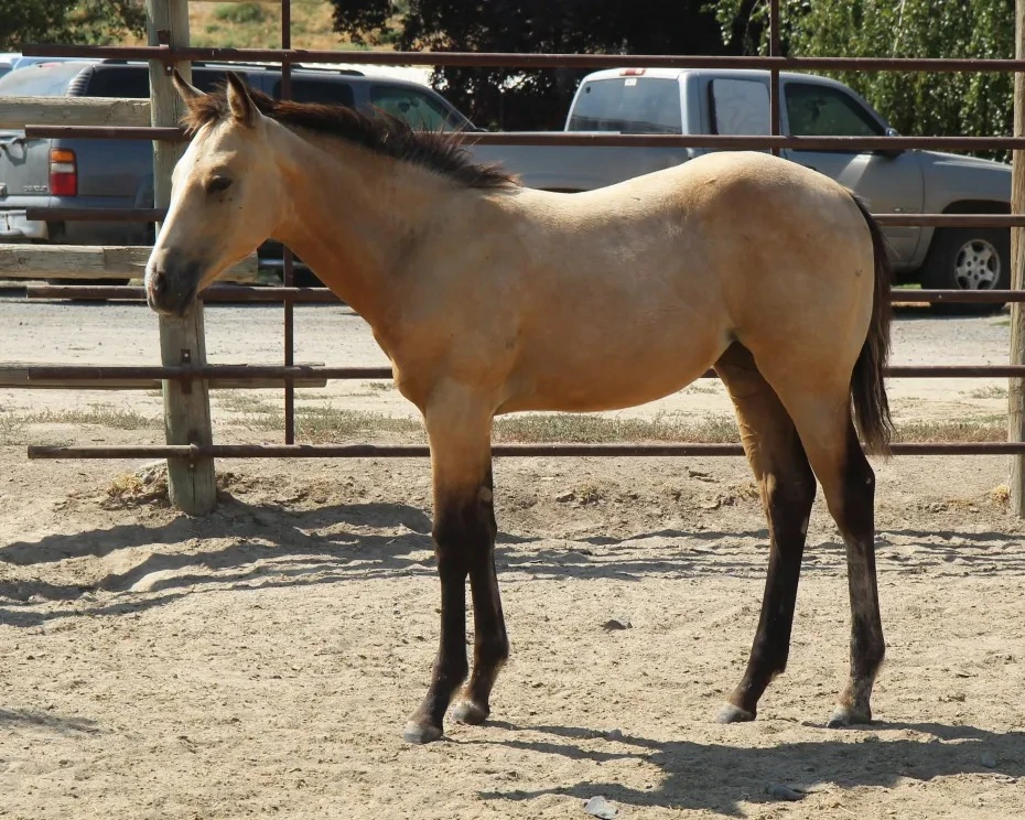 KT Midnight Girl, “Pippa”