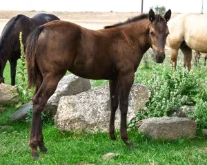 KT Gunnin for Sparkles