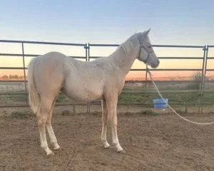 KT Dualler in Cowtown