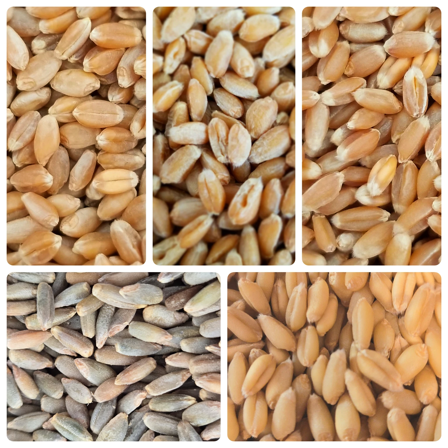 USPS 5 Grain Seasonal Sampler