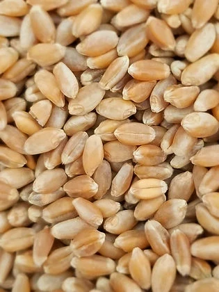 50lb Horse Heaven Hollis Hard Red Spring Wheat - LOCAL PICKUP ONLY